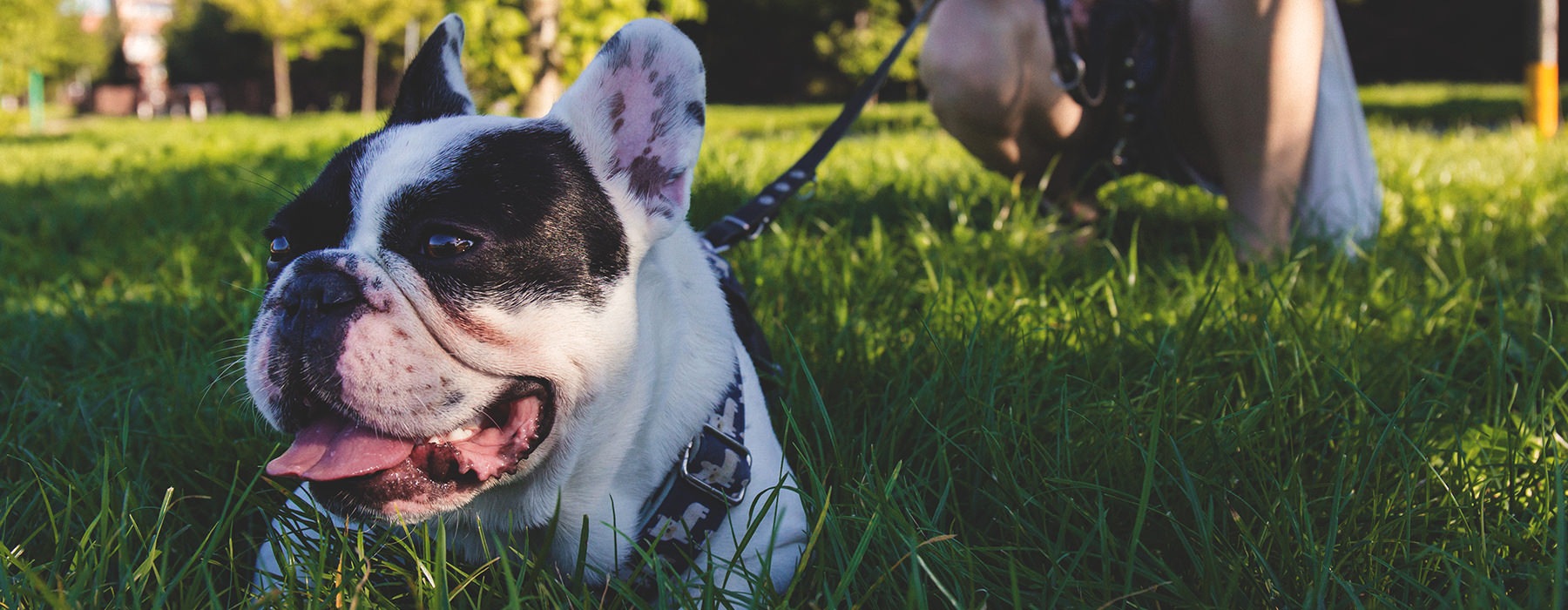 Lifestyle photo of a French Bulldog laying down in the grass